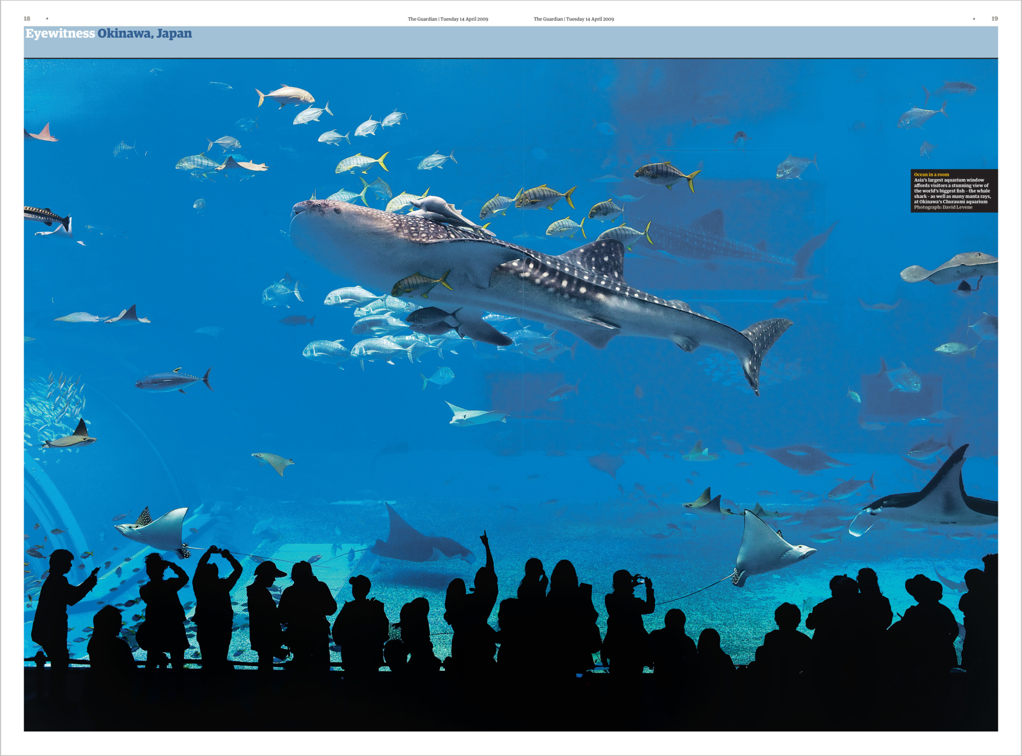 Whale Shark, Okinawa's Churuami Aquarium, David Levene Photography