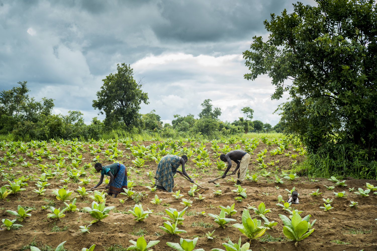 Residents of the farm, including Tiyamike Phiri, an orphaned child labourer, left, at work on a tobacco plot belonging to her brother’s family. Photograph by David Levene.