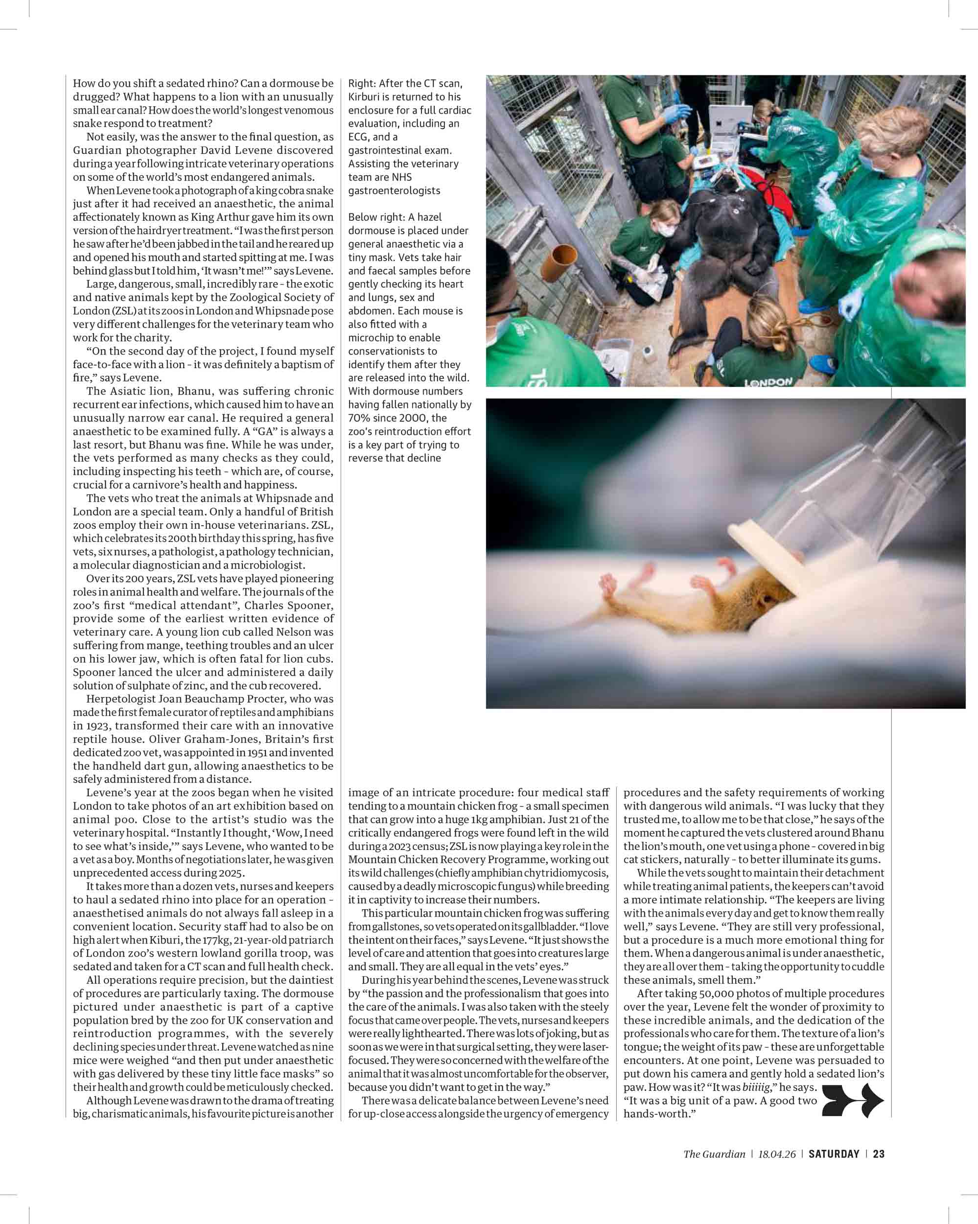 As the zoo celebrates its 200th birthday, photographer David Levene captures the people keeping their (sometimes very dangerous) patients healthy and happy. From sleeping lions to spitting snakes: a year in the life of London zoo vets. Photography by David Levene