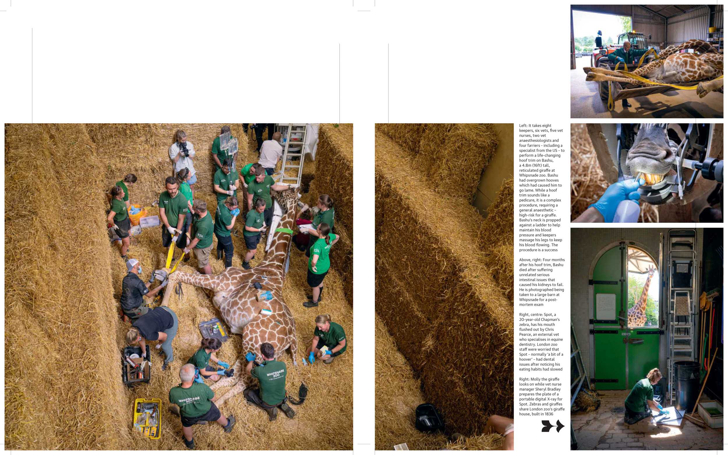 As the zoo celebrates its 200th birthday, photographer David Levene captures the people keeping their (sometimes very dangerous) patients healthy and happy. From sleeping lions to spitting snakes: a year in the life of London zoo vets. Photography by David Levene