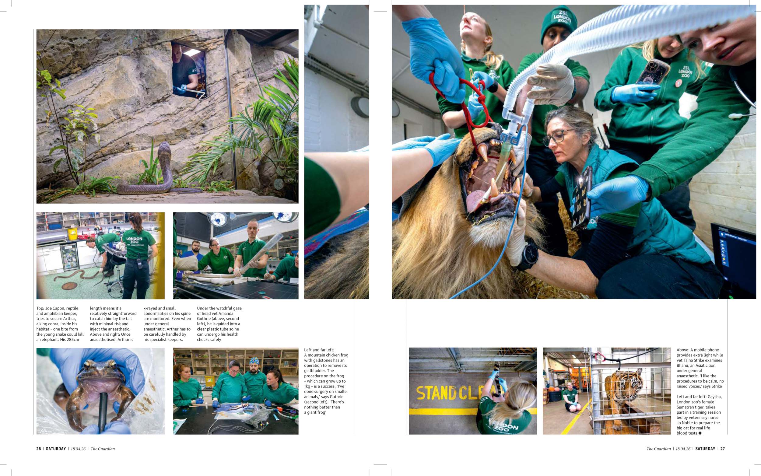 As the zoo celebrates its 200th birthday, photographer David Levene captures the people keeping their (sometimes very dangerous) patients healthy and happy. From sleeping lions to spitting snakes: a year in the life of London zoo vets. Photography by David Levene