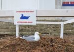 Seagull outside Poland Pavilion. 61st International Art Exhibition, Biennale di Venezia, In Minor Keys. Venice, Italy. Photograph by David Levene 5/5/26